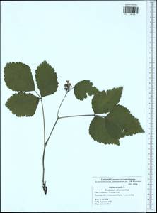 Rubus saxatilis L., Eastern Europe, Central region (E4) (Russia)