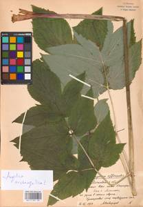 Angelica archangelica L., Eastern Europe, Moscow region (E4a) (Russia)