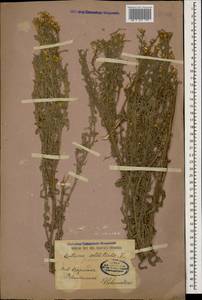Centaurea solstitialis L., Caucasus, Azerbaijan (K6) (Azerbaijan)