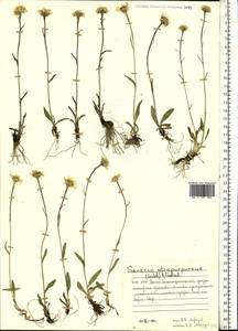 Tephroseris aurantiaca (Hoppe ex Willd.) Griseb. & Schenk, Eastern Europe, Northern region (E1) (Russia)