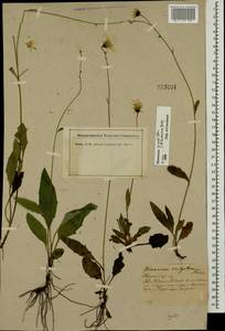 Hieracium lachenalii subsp. deductum (Sudre) Greuter, Eastern Europe, North-Western region (E2) (Russia)