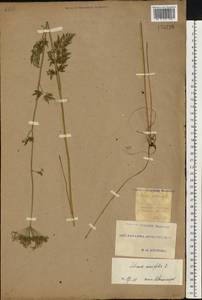 Selinum carvifolia (L.) L., Eastern Europe, South Ukrainian region (E12) (Ukraine)