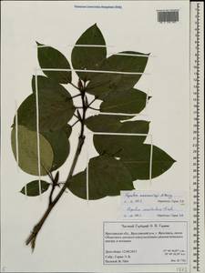 Populus suaveolens subsp. maximowiczii (A. Henry) Tatew., Eastern Europe, Central forest region (E5) (Russia)