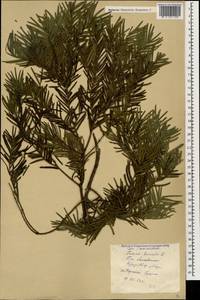 Taxus baccata L., Caucasus, Georgia (K4) (Georgia)