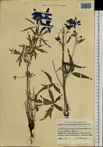 Delphinium cheilanthum Fisch. ex DC., Siberia, Yakutia (S5) (Russia)