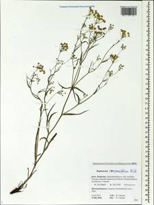 Bupleurum scorzonerifolium Willd., Siberia, Baikal & Transbaikal region (S4) (Russia)