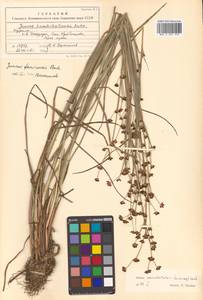 Juncus fauriensis Buchenau, Siberia, Russian Far East (S6) (Russia)