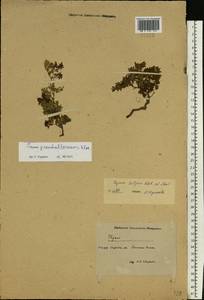 Thymus talijevii subsp. paucifolius (Klokov) P.A.Schmidt, Eastern Europe, Eastern region (E10) (Russia)