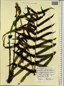 Dryopteris, Africa (AFR) (Ethiopia)
