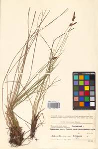 Carex meyeriana Kunth, Siberia, Russian Far East (S6) (Russia)