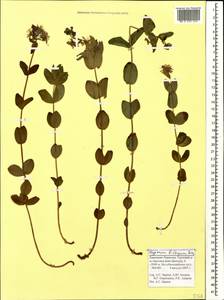 Hypericum bithynicum Boiss., Caucasus, Stavropol Krai, Karachay-Cherkessia & Kabardino-Balkaria (K1b) (Russia)