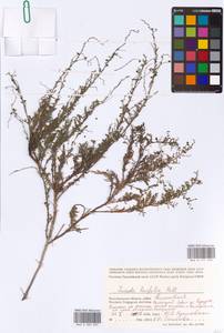 Suaeda linifolia Pall., Eastern Europe, Lower Volga region (E9) (Russia)