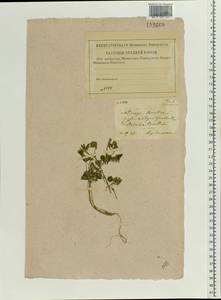 Medicago lupulina L., Eastern Europe, Central forest-and-steppe region (E6) (Russia)