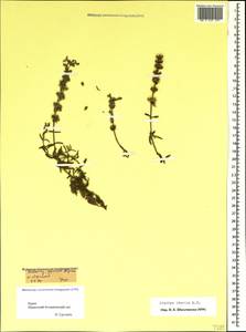 Stachys iberica M.Bieb., Crimea (KRYM) (Russia)