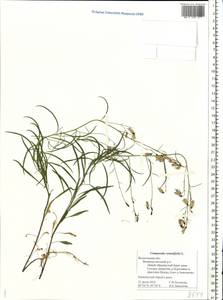 Campanula rotundifolia L., Eastern Europe, Northern region (E1) (Russia)