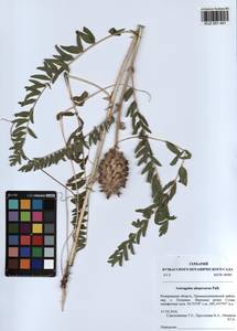KUZ 001 451, Astragalus alopecurus Pall. ex DC., Siberia, Altai & Sayany Mountains (S2) (Russia)