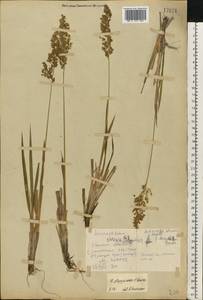 Anthoxanthum repens (Host) Veldkamp, Eastern Europe, Eastern region (E10) (Russia)
