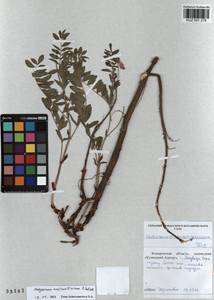 KUZ 001 279, Hedysarum austrosibiricum B.Fedtsch., Siberia, Altai & Sayany Mountains (S2) (Russia)