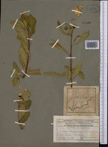 Exochorda racemosa (Lindl.) Rehder, Middle Asia, Pamir & Pamiro-Alai (M2) (Tajikistan)