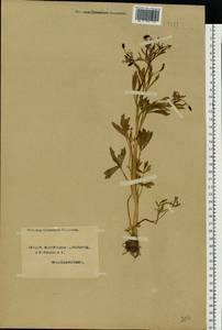 Ranunculus sceleratus L., Eastern Europe, Northern region (E1) (Russia)