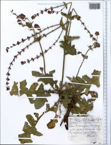 Salvia nilotica Juss. ex Jacq., Africa (AFR) (Ethiopia)