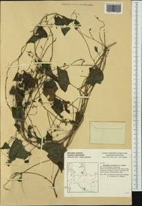 Fallopia convolvulus (L.) Á. Löve, Western Europe (EUR) (Germany)