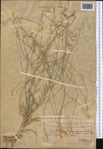 Xeranthemum longepapposum Fisch. & C. A. Mey., Middle Asia, Western Tian Shan & Karatau (M3) (Uzbekistan)