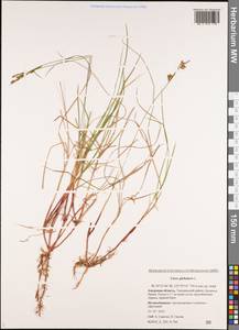 Carex globularis L., Siberia, Russian Far East (S6) (Russia)