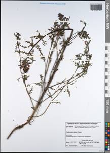Pedicularis palustris subsp. karoi (Freyn) Tsoong, Siberia, Central Siberia (S3) (Russia)