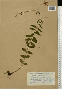 Vinca herbacea Waldst. & Kit., Eastern Europe, North Ukrainian region (E11) (Ukraine)