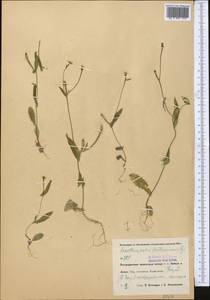 Acanthocephalus benthamianus Regel & Schmalh., Middle Asia, Pamir & Pamiro-Alai (M2) (Uzbekistan)