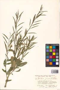 Brassica juncea (L.) Czern., Eastern Europe, Moscow region (E4a) (Russia)