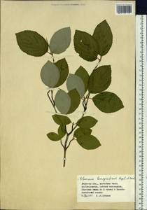 Viburnum burejaeticum Regel & Herder, Siberia, Russian Far East (S6) (Russia)