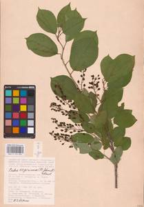 Prunus virginiana L., Eastern Europe, Lower Volga region (E9) (Russia)