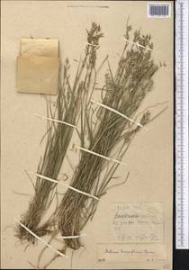 Melica persica Kunth, Middle Asia, Western Tian Shan & Karatau (M3) (Kazakhstan)