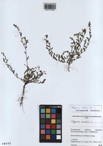 Polygonum aviculare subsp. neglectum (Besser) Arcang., Siberia, Altai & Sayany Mountains (S2) (Russia)