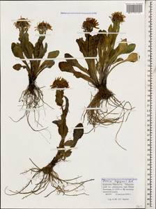 Tephroseris integrifolia subsp. primulifolia (Cufod.) Greuter, Caucasus, Stavropol Krai, Karachay-Cherkessia & Kabardino-Balkaria (K1b) (Russia)