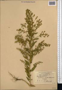 Axyris amaranthoides L., Middle Asia, Northern & Central Kazakhstan (M10) (Kazakhstan)