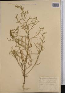 Corispermum declinatum Stephan ex Steven, Middle Asia, Northern & Central Kazakhstan (M10) (Kazakhstan)