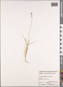 Carex vaginata var. vaginata, Siberia, Central Siberia (S3) (Russia)