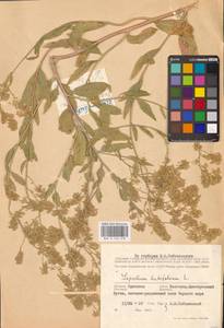 Lepidium latifolium L., Eastern Europe, South Ukrainian region (E12) (Ukraine)