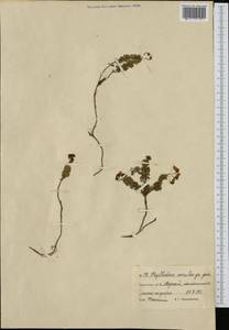 Phyllodoce caerulea (L.) Bab., Siberia, Chukotka & Kamchatka (S7) (Russia)