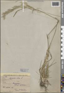 Agrostis gigantea Roth, Middle Asia, Syr-Darian deserts & Kyzylkum (M7) (Uzbekistan)