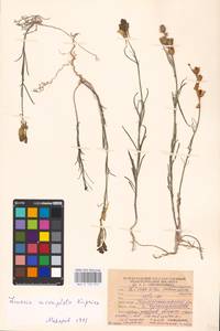 MHA 0 159 272, Linaria macroura (M. Bieb.) M. Bieb., Eastern Europe, Lower Volga region (E9) (Russia)