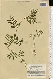 Vicia sepium L., Eastern Europe, North Ukrainian region (E11) (Ukraine)