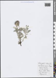 Astragalus setosulus Gontsch., Crimea (KRYM) (Russia)