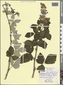 Rubus canescens DC., Caucasus, Black Sea Shore (from Novorossiysk to Adler) (K3) (Russia)