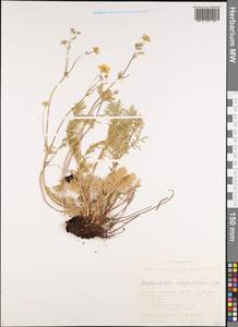 Potentilla sericea L., Siberia, Altai & Sayany Mountains (S2) (Russia)