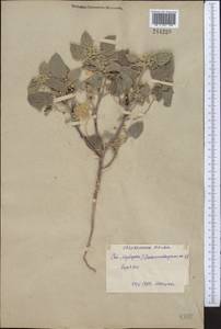Chrozophora sabulosa Kar. & Kir., Middle Asia, Syr-Darian deserts & Kyzylkum (M7) (Uzbekistan)