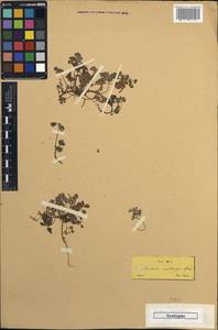 Fumaria macrocarpa subsp. macrocarpa, Western Europe (EUR) (Greece)